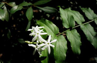 找一种草药,广东省吴川市大部分地方都有的。当地人叫它白地三娘,它的
