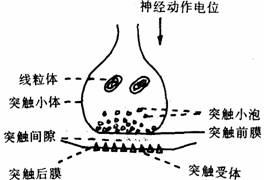 突触是什么突触小体是什么 突触及突触小体解释