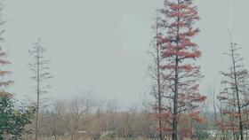 “春眠不觉晓 处处闻啼鸟”