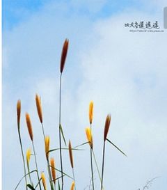 荏苒的意思，白驹过隙时光荏苒的意思