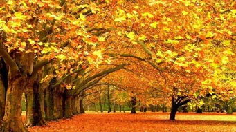 有关秋天的古诗100首，有关秋天的古诗五言绝句