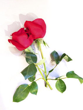 带刺的玫瑰表示什么意思?