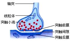 突触小体和突触小泡的区别，突触小体释放神经递质