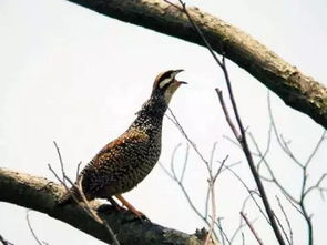 鹧鸪郑谷诗词鉴赏答案，鹧鸪郑谷阅读答案