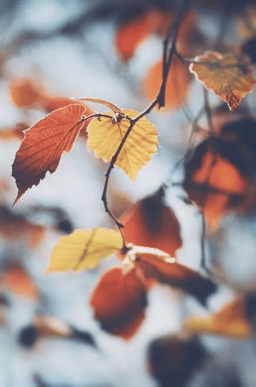 秋天的故事歌曲原唱，秋天的故事幼儿园简短小故事