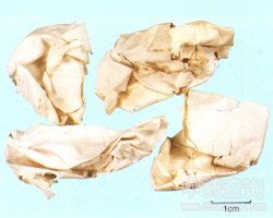 凤凰衣可以天天给狗吃吗