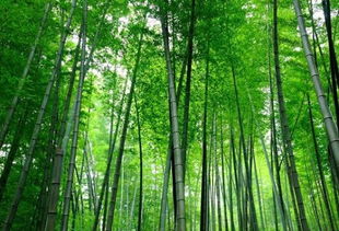 茶山竹海景点介绍，茶山竹海2023免门票