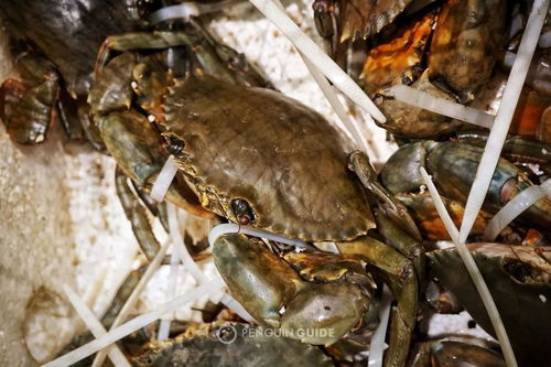 蝤蠓怎么保存活久点，蝤蠓功效和营养价值