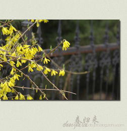 迟来的春天歌词，迟来的春天原唱