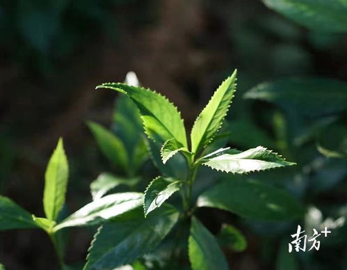 九节茶的功效与作用禁忌，九节茶真正图片