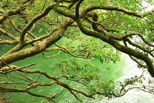 tree3，tree什么中文翻译