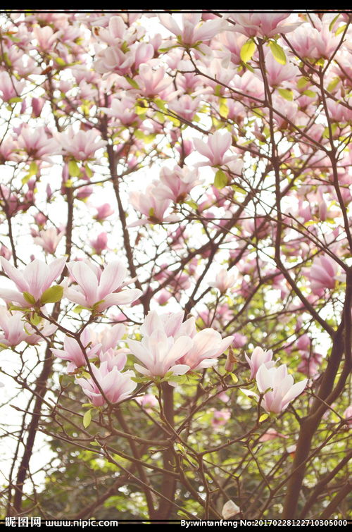 玉兰的养殖方法和注意事项有哪些?