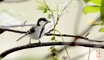 处处闻啼鸟的前一句是什么与什么相处的英语，处处闻啼鸟是啥意思