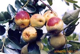 梨枣是什么意思，梨枣树图片