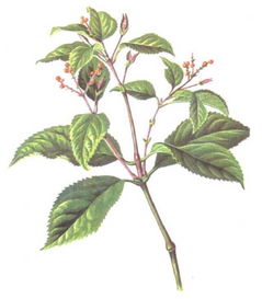 九节茶作用与功效,有什么副作用?