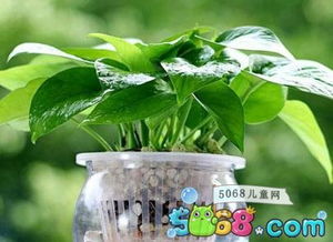 我爱绿萝作文300字，绿萝作文300字左右