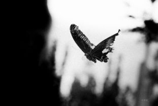 黑白分明的意思和反义词和近义词，黑白分明是什么