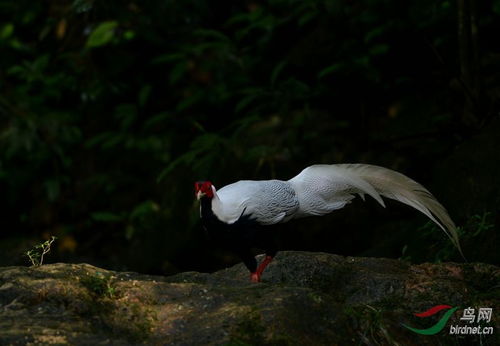 鹇的拼音，鹇的同音字