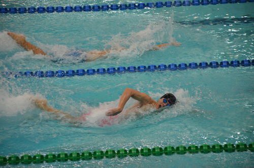 沙鸥翔集,锦鳞游泳;岸芷汀兰,郁郁青青(翻译)