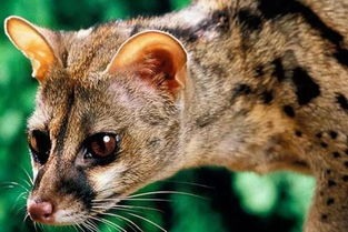 香猫咖啡，香猪图片大全