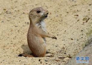 若尔盖大草原土拨鼠，草原土拨鼠吃什么