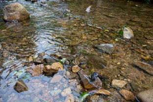 溪可以组什么词语有哪些，溪可以组什么词两个字