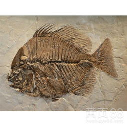 鱼化石是怎样形成的 鱼化石是如何形成的