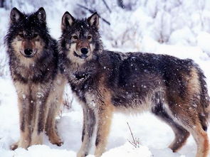 《狼》的翻译是什么?