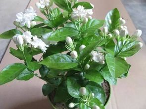 茉莉的意思拼音，茉莉花的理解