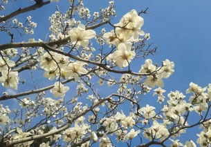 玉兰花树的种植方法以及注意事项，玉兰花树一年开几次花