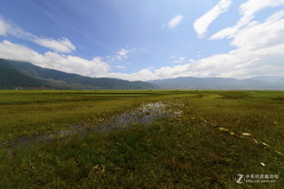 什么草如茵四字词语