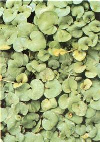 金钱草的功效与作用 金钱草的副作用有哪些