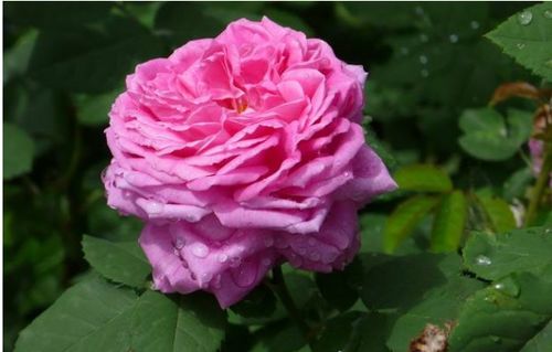 花朵造句子，花朵造句一年级一句话