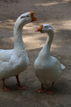 两只鹅绕口令，两只鹅代表数字几