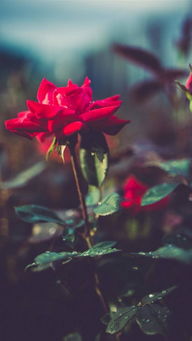 带刺玫瑰花的寓意，带刺玫瑰图片唯美伤感