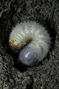 奇怪的什么填空