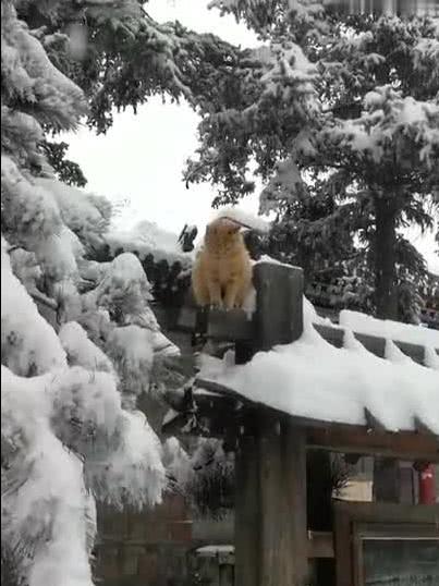 “稀里哗啦”什么意思?