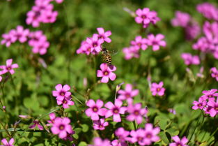 醡的意思，醡浆草是三叶草吗