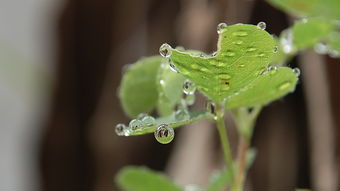 我是一颗小水珠550字作文，我是一颗小水珠变形记作文