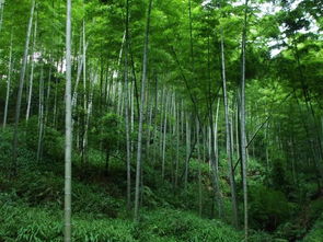 永川网红打卡地点