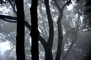 树影婆娑的意思是，树影婆娑意思的释文