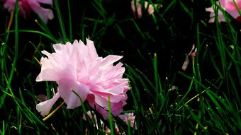 花落知多少是什么意思