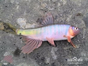 桃花鱼为什么会发色?