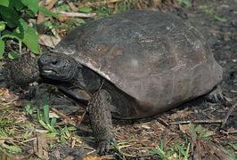 鸡龟骨滚羹，鸡龟骨滚羹逃学威龙