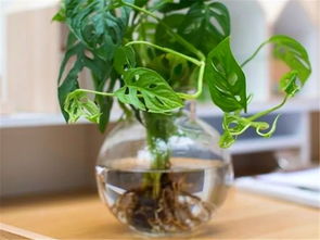 镜面草喜阴还是喜阳，镜面草图片