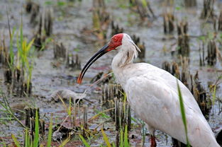 朱鹭的意思朱鹭的意思是什么