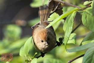 捉虫是什么意思?