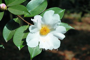 玉洁冰清，玉洁国际休闲场所