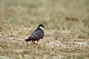 二级保护动物燕隼