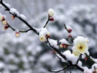 古诗早梅全诗句